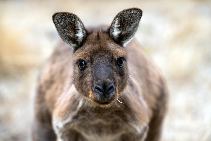 Kangaroo